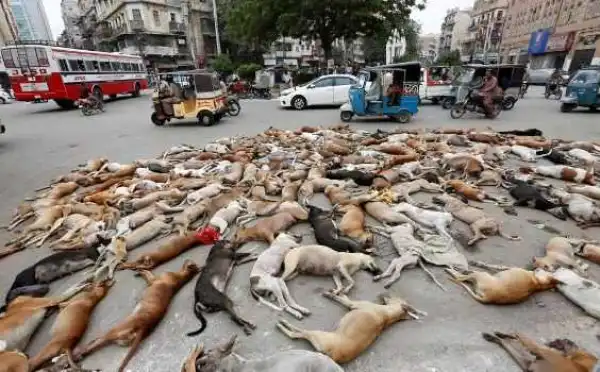 Hundreds of stray dogs poisoned in Pakistan